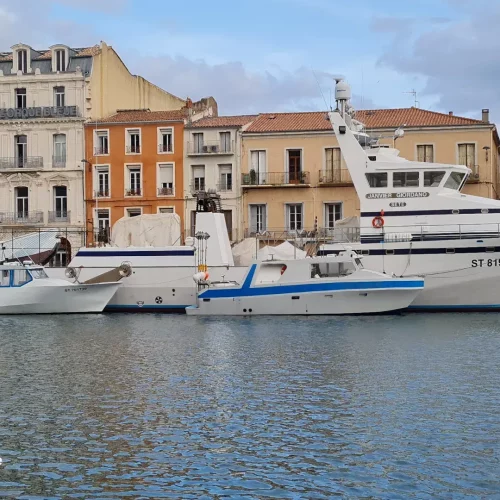 Dégustation du thon rouge à Sète